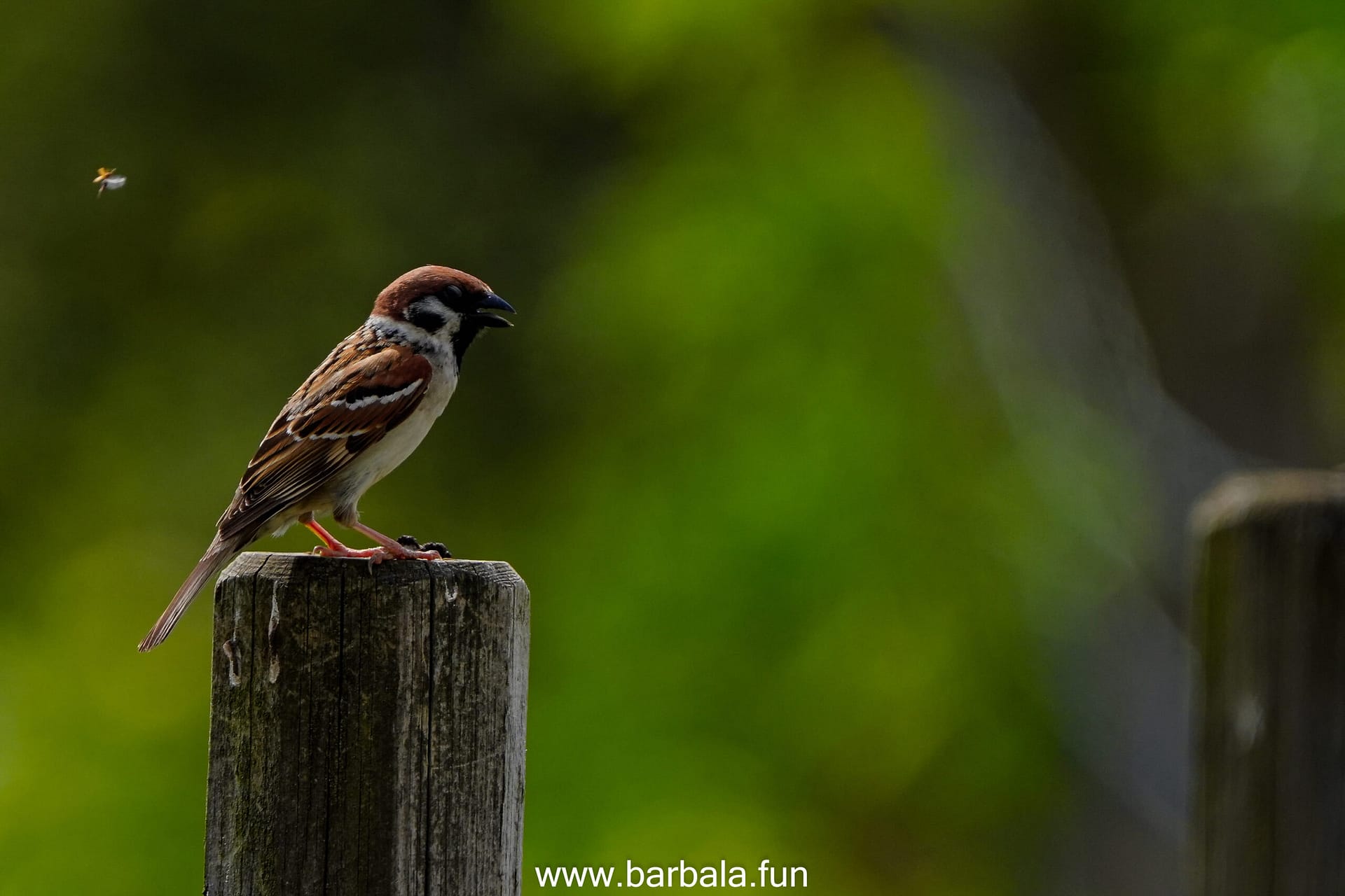 Fugle tårnet Gaulosen